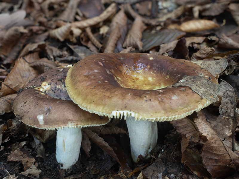Russula olivacea